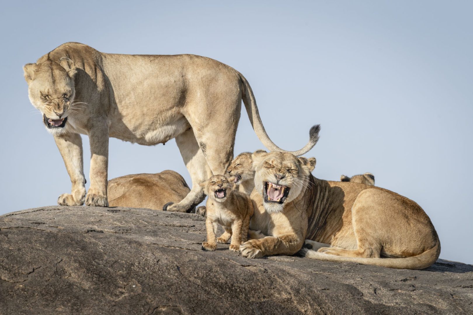 Nikon Comedy Wildlife Awards 2025
