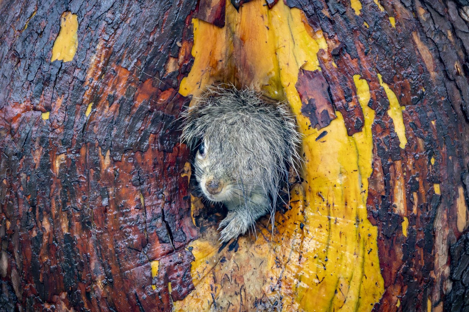 Nikon Comedy Wildlife Awards 2025
