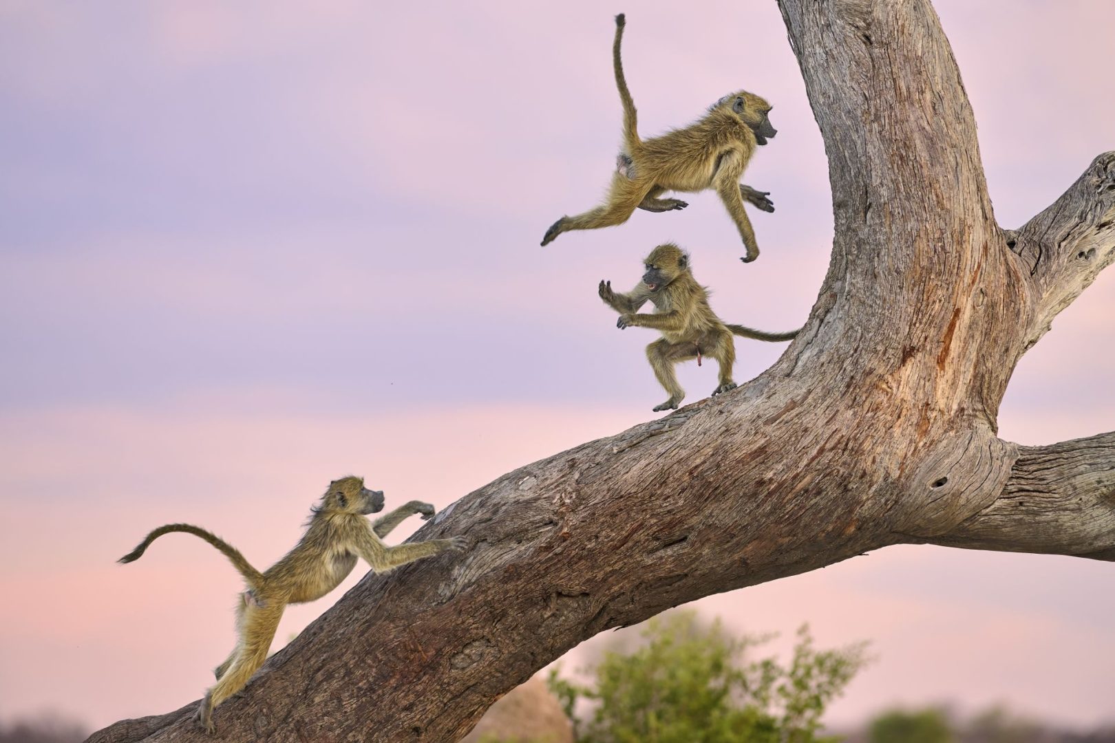 Nikon Comedy Wildlife Awards 2025