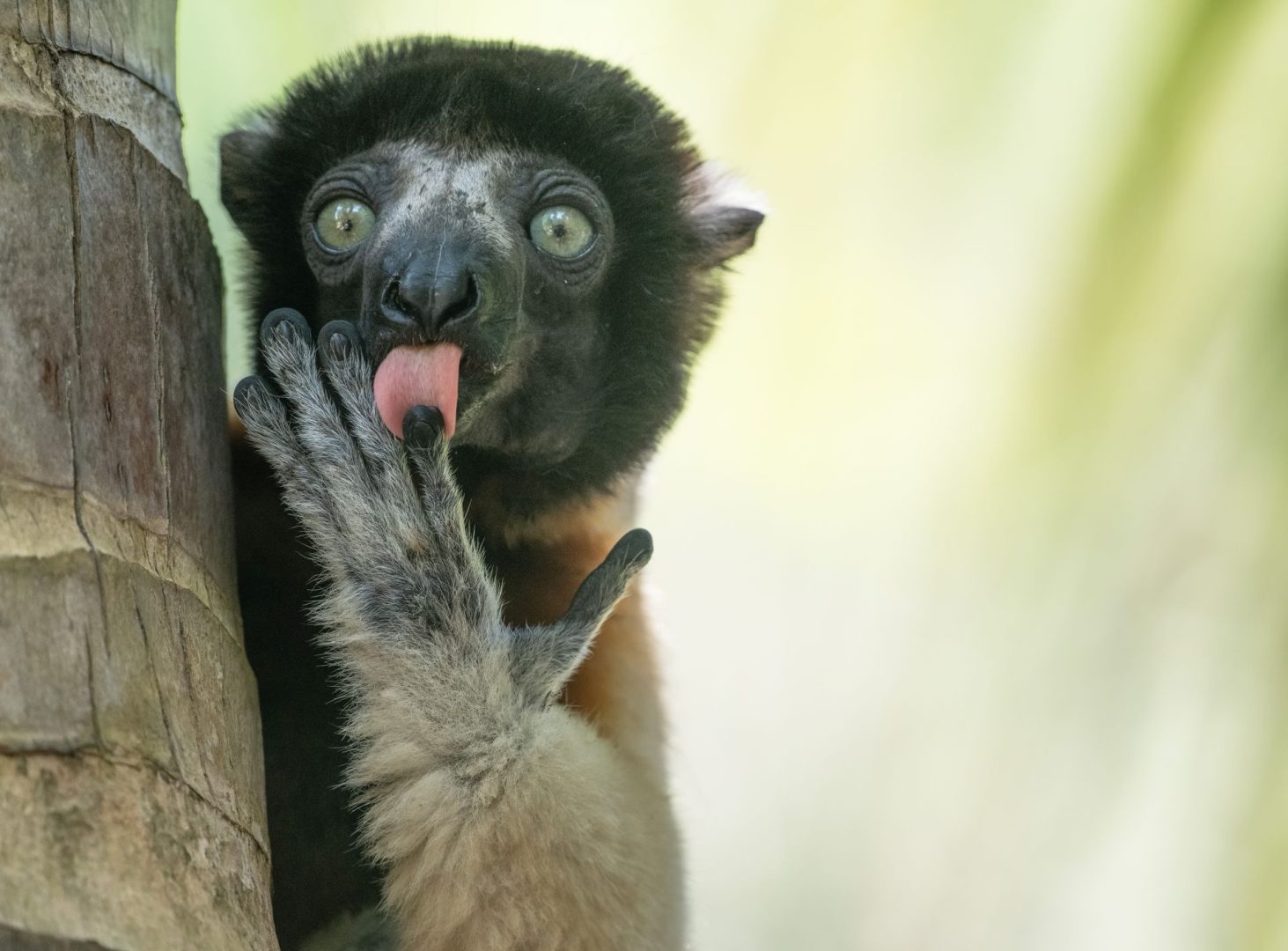 Nikon Comedy Wildlife Awards 2025