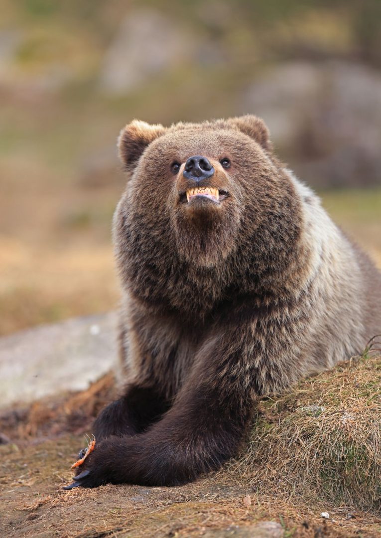 Nikon Comedy Wildlife Awards 2025