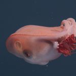 Seven-arm octopus
