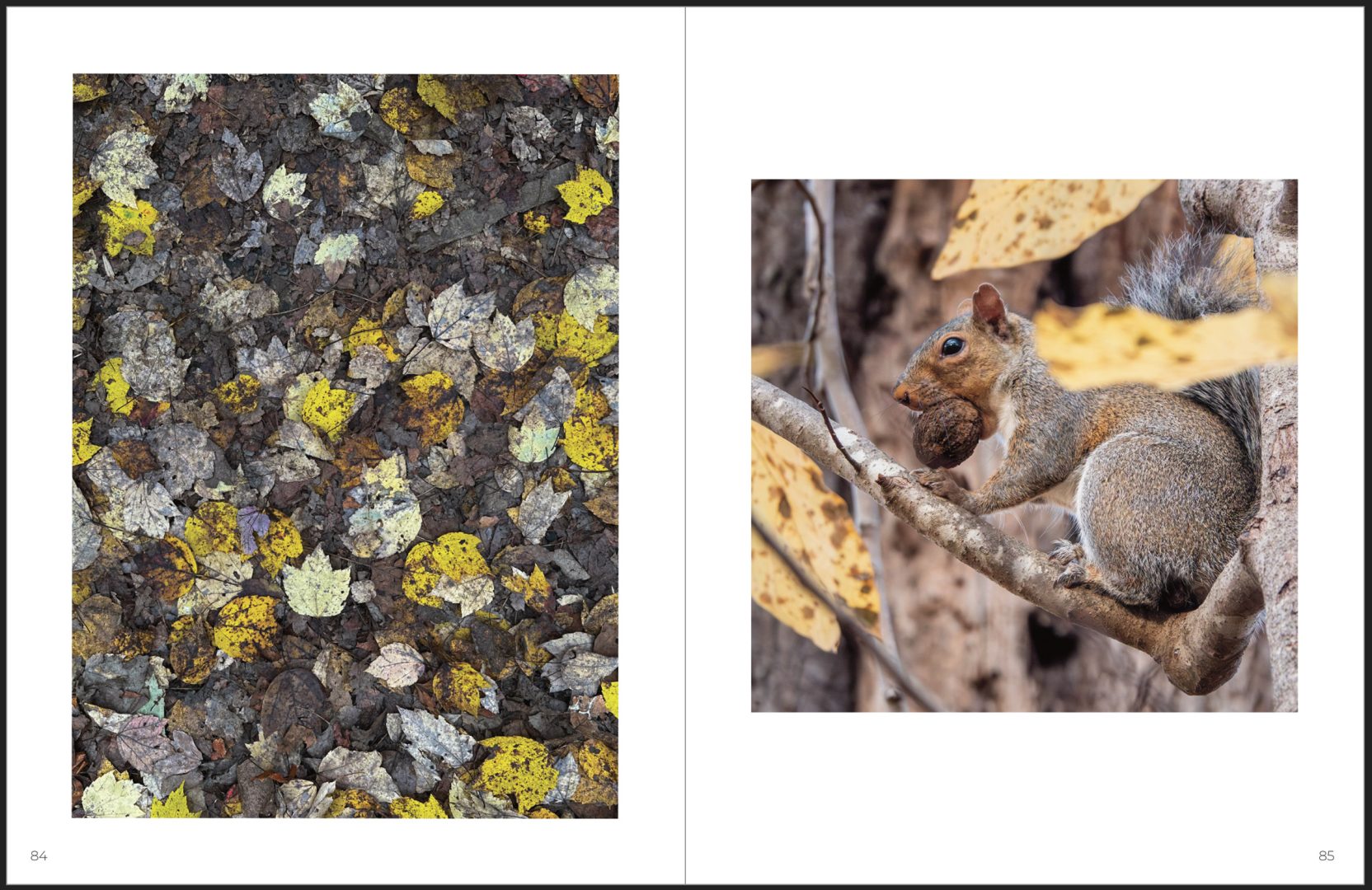This Photographer Turned His Doorstep into a Wildlife Project. Here’s How to Capture Neighborhood Wildlife