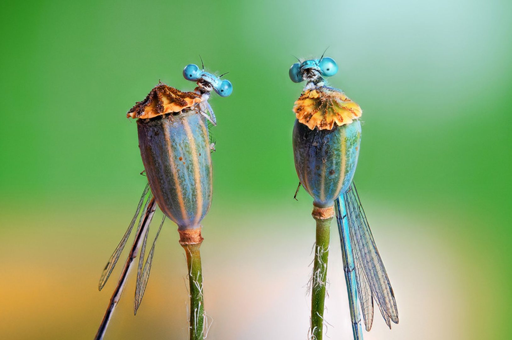 Sony World Photography Awards 2026 highlights