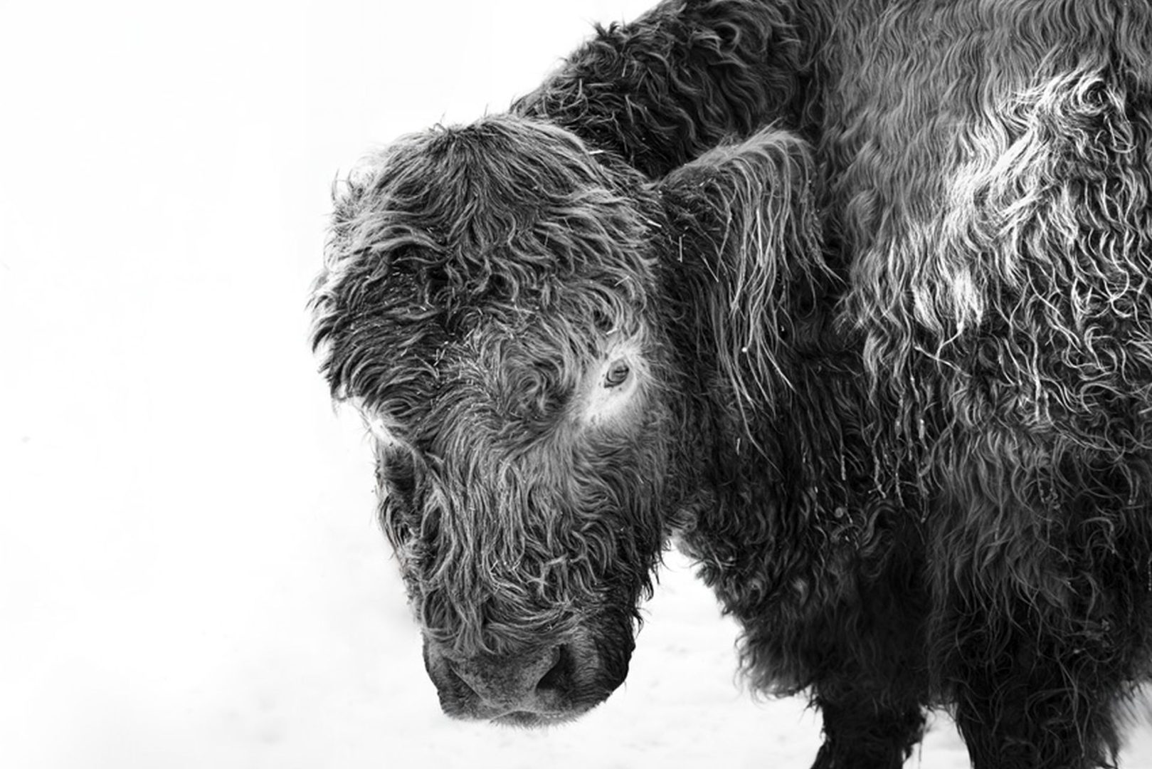 Sony World Photography Awards 2026 highlights