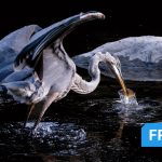 This Photographer Turned His Doorstep into a Wildlife Project. Here’s How to Capture Neighborhood Wildlife