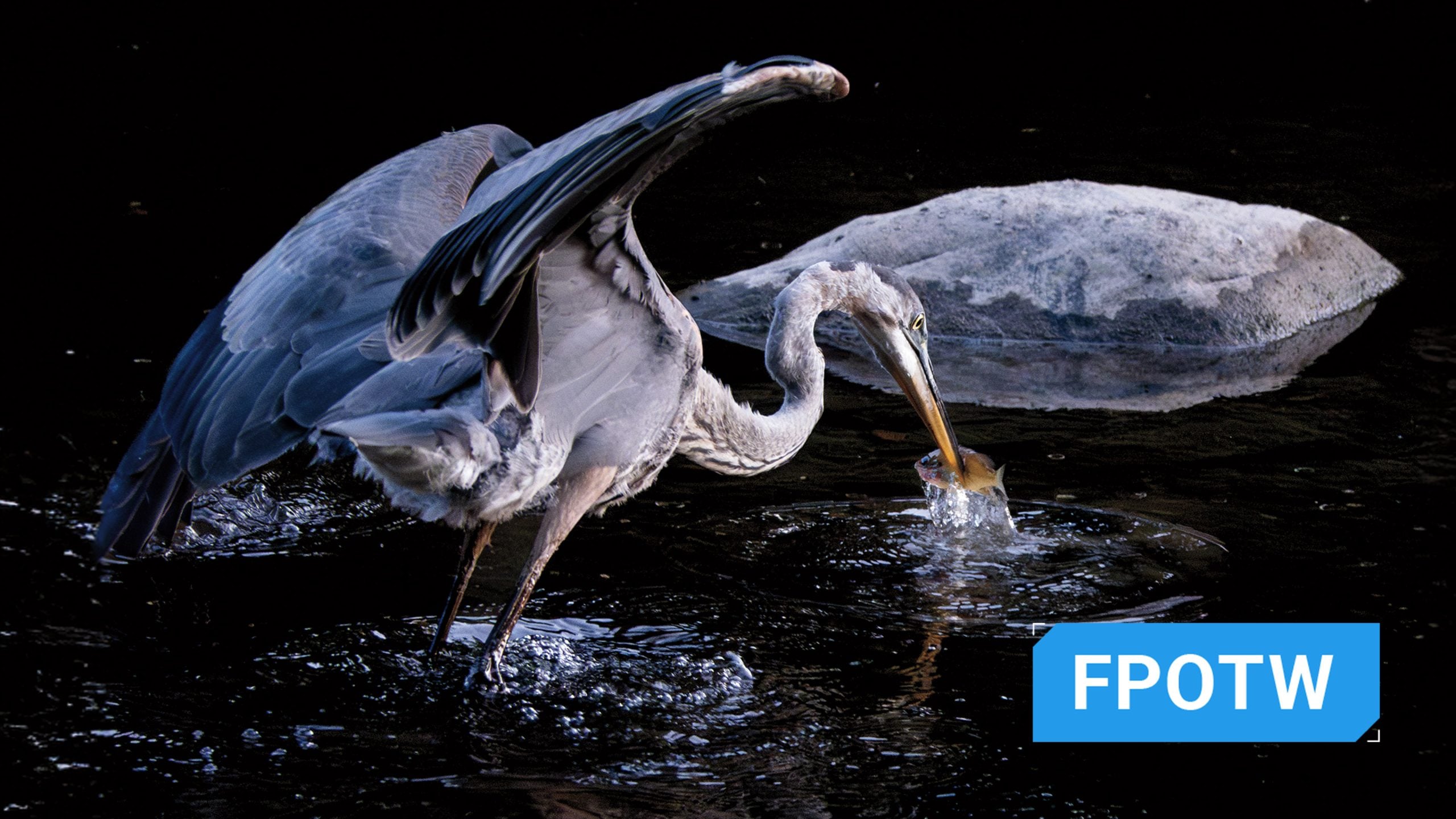 This Photographer Turned His Doorstep into a Wildlife Project. Here’s How to Capture Neighborhood Wildlife