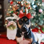 holiday pet photography tips