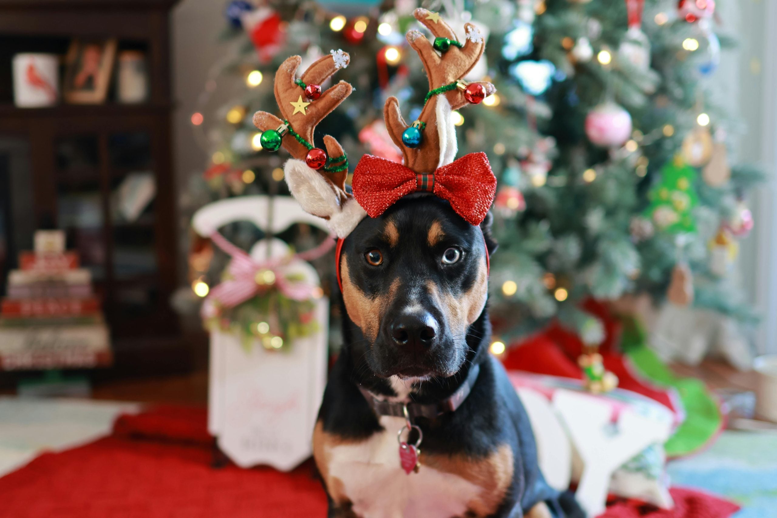 holiday pet photography tips