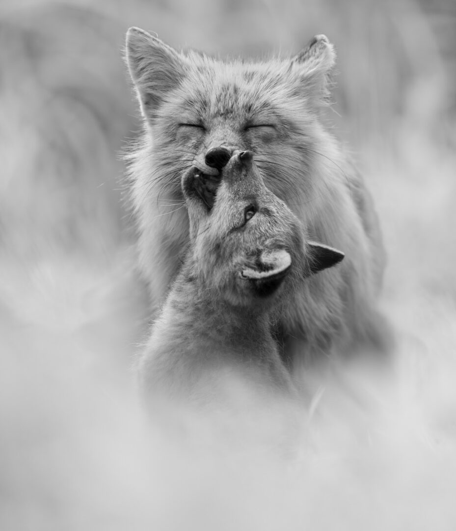 These Black and White Nature Photography Contest Winners Are The Calm Antidote To World Politics We All Need