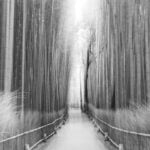 These Black and White Nature Photography Contest Winners Are The Calm Antidote To World Politics We All Need