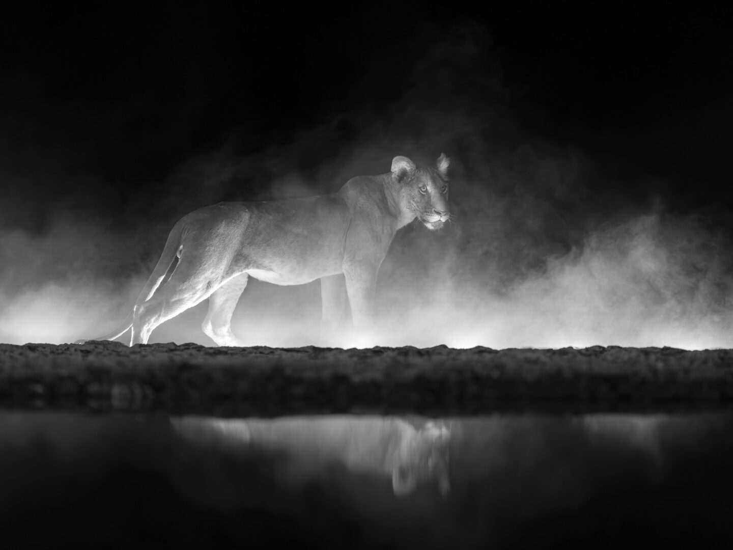 These Black and White Nature Photography Contest Winners Are The Perfect Calm Antidote To World Politics