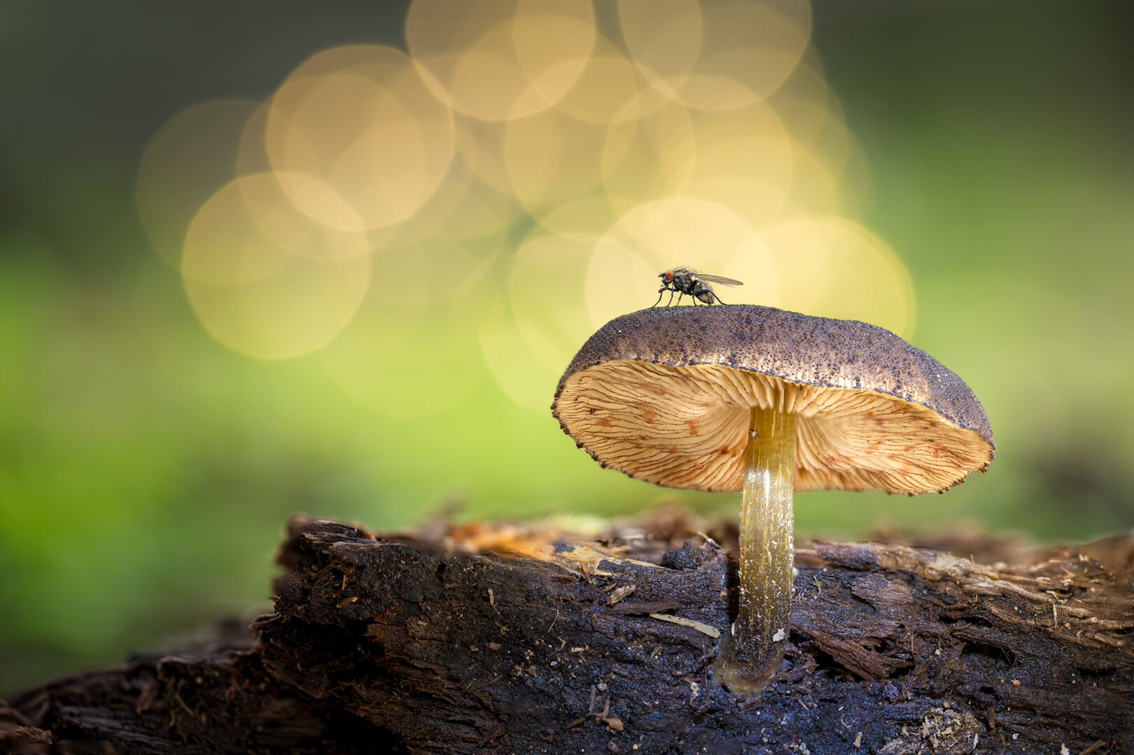fungi and fly