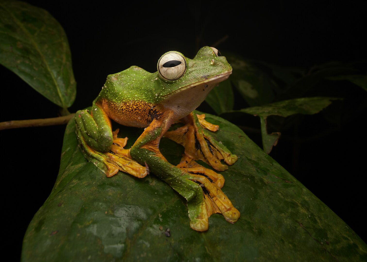 wallace' sfrog