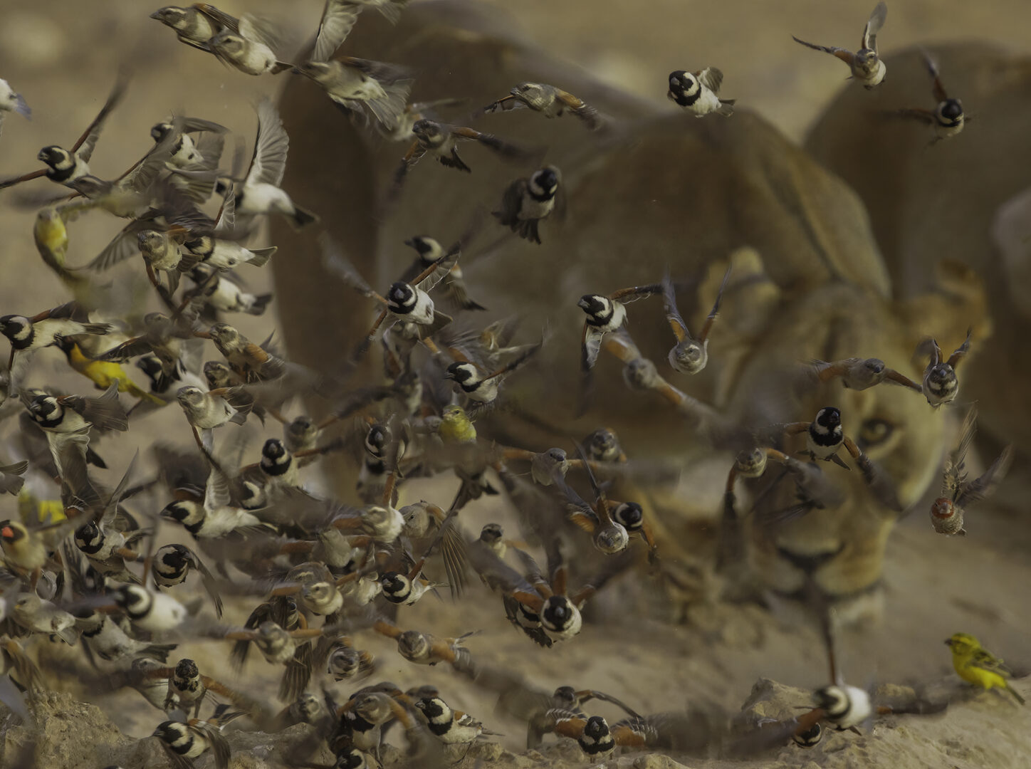 Capturing Ecology 2025