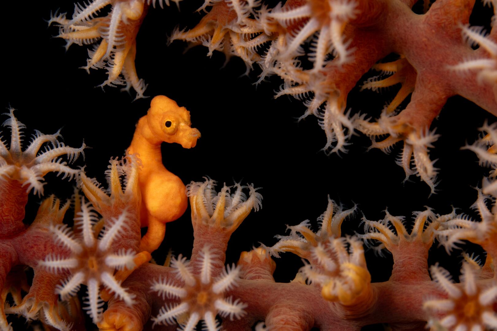 The Ocean Art 2025 Winners Will Leave You Holding Your Breath