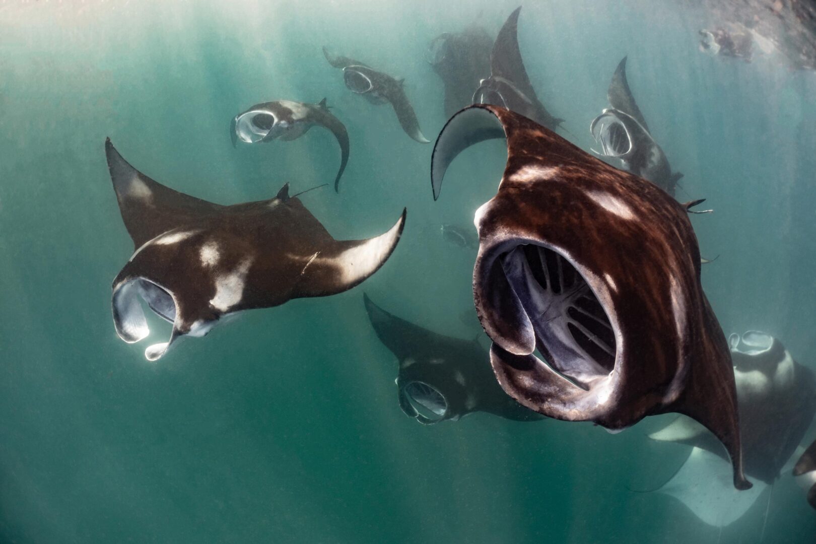 The Ocean Art 2025 Winners Will Leave You Holding Your Breath