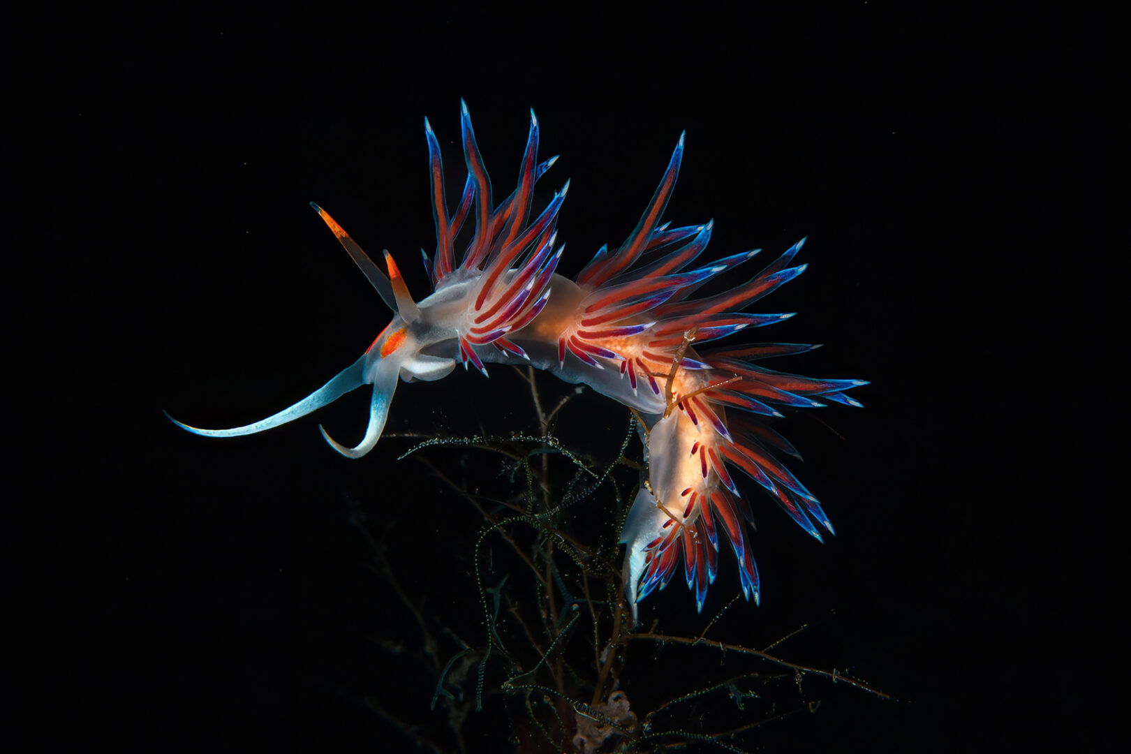 The Ocean Art 2025 Winners Will Leave You Holding Your Breath