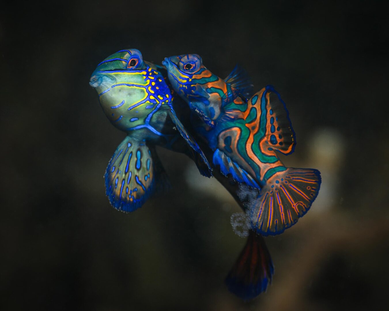 The Ocean Art 2025 Winners Will Leave You Holding Your Breath