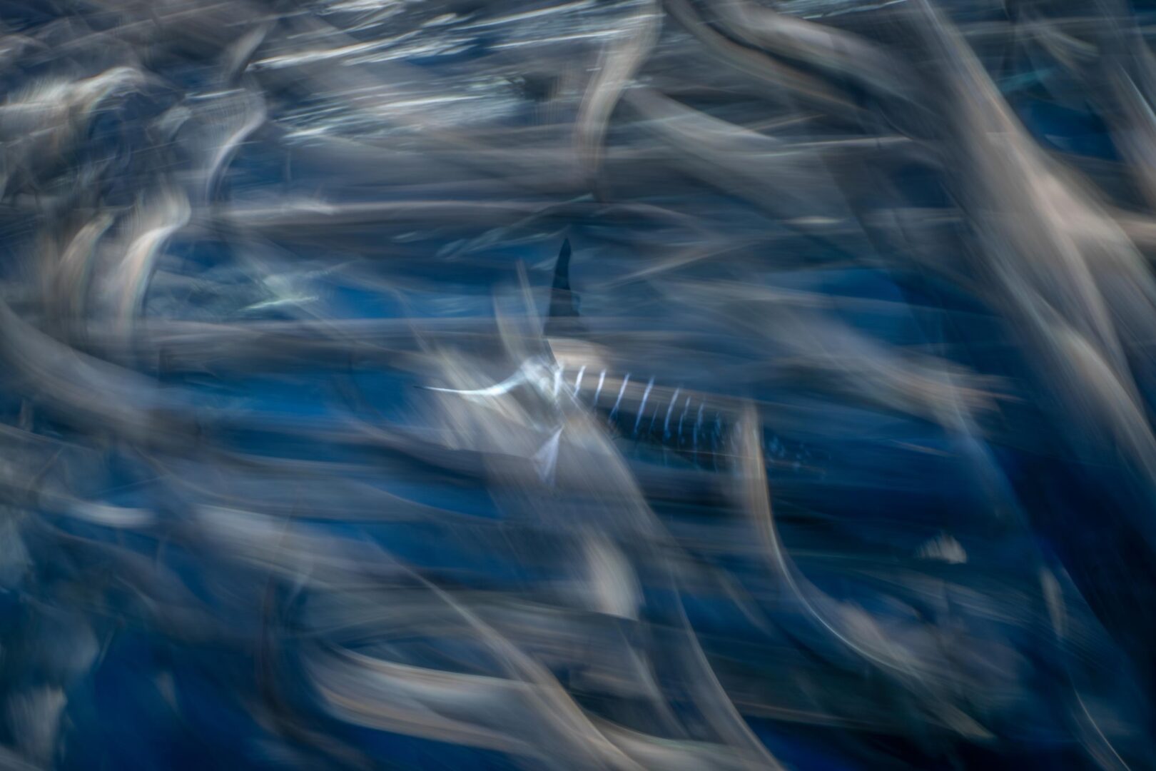 The Ocean Art 2025 Winners Will Leave You Holding Your Breath
