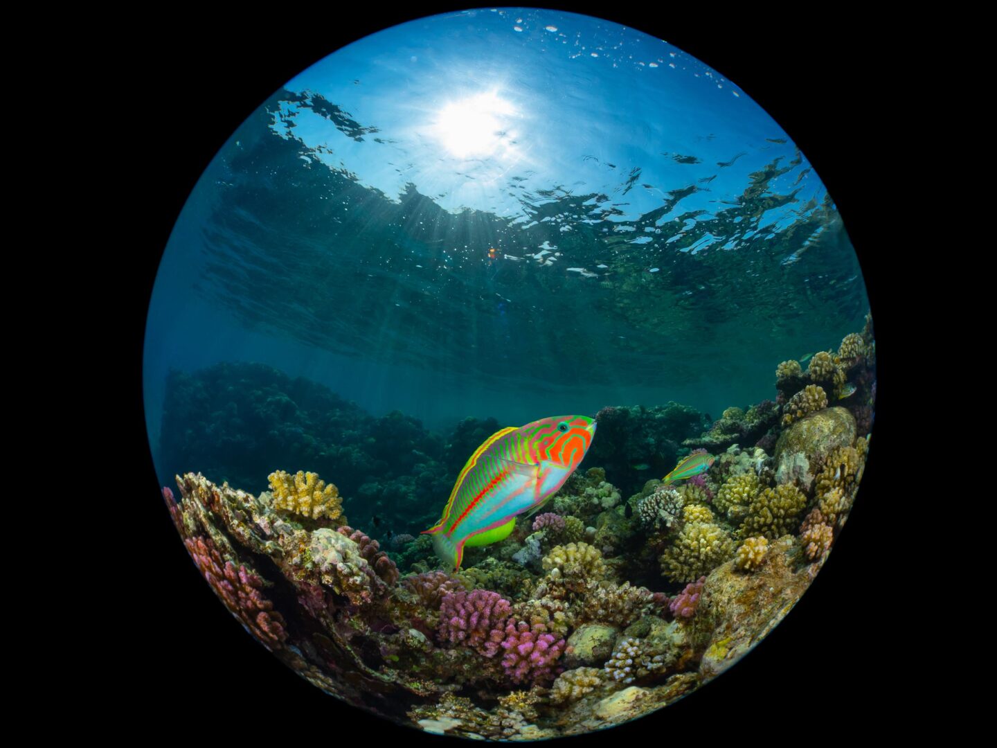 The Ocean Art 2025 Winners Will Leave You Holding Your Breath