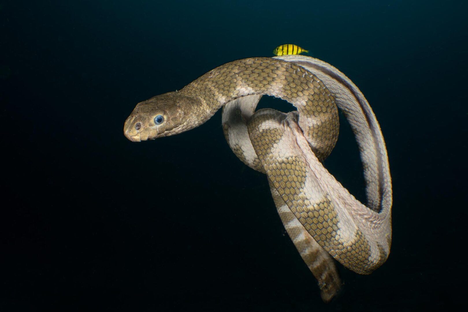 The Ocean Art 2025 Winners Will Leave You Holding Your Breath