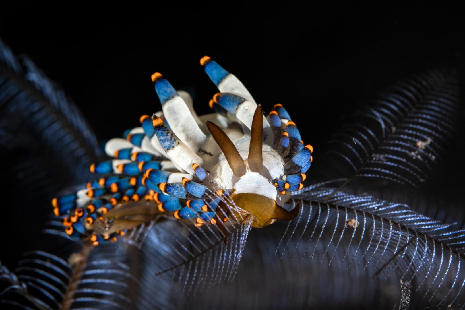 The Ocean Art 2025 Winners Will Leave You Holding Your Breath