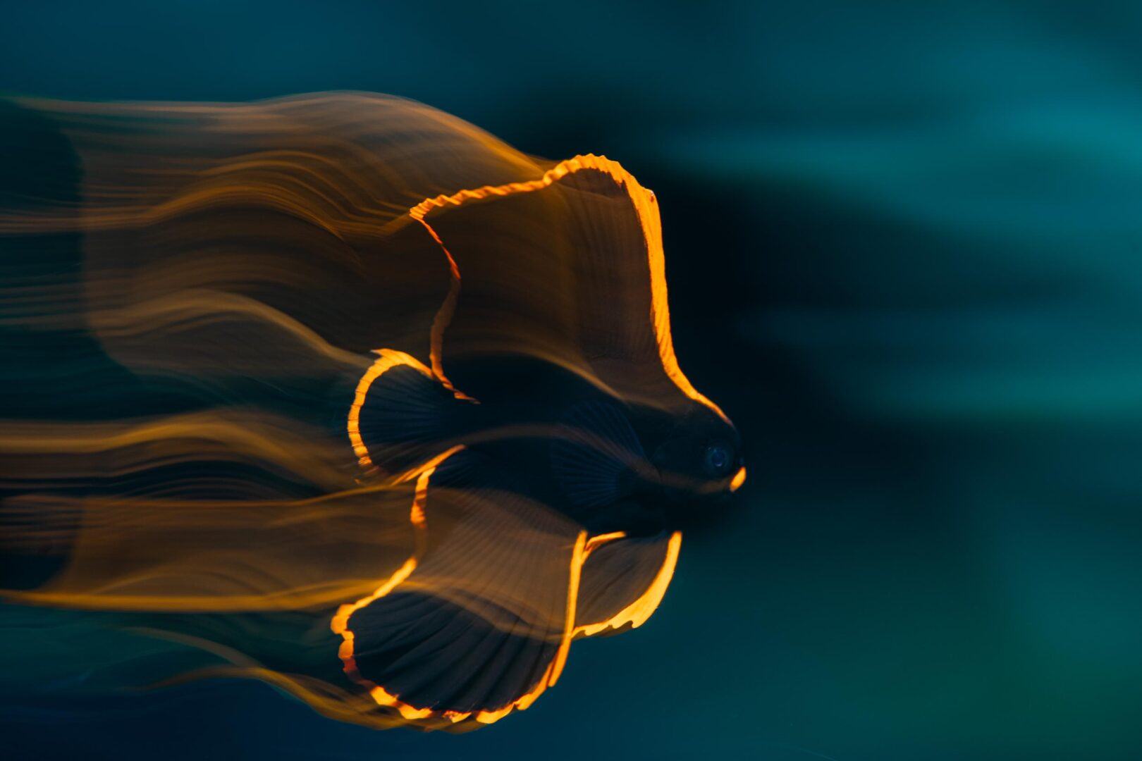 The Ocean Art 2025 Winners Will Leave You Holding Your Breath