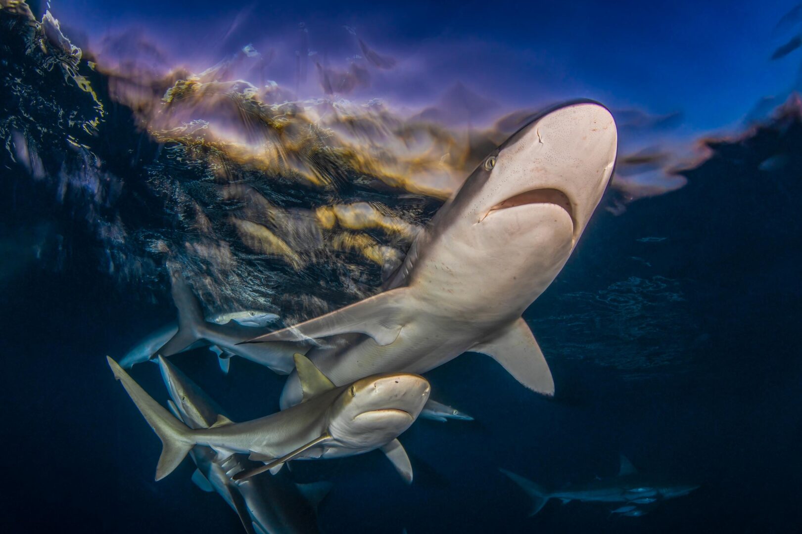The Ocean Art 2025 Winners Will Leave You Holding Your Breath