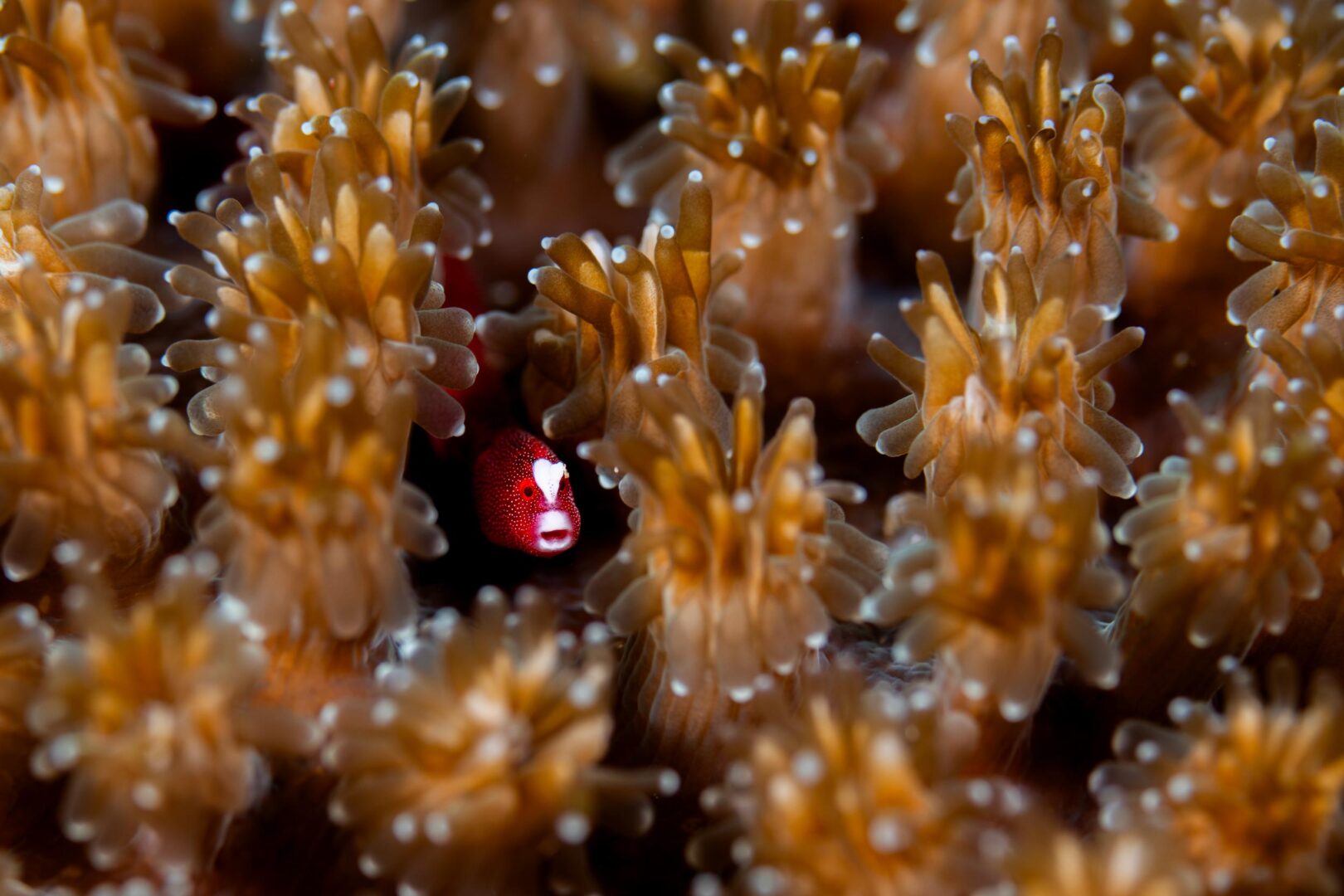 The Ocean Art 2025 Winners Will Leave You Holding Your Breath