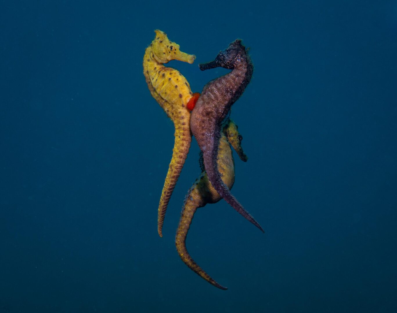 The Ocean Art 2025 Winners Will Leave You Holding Your Breath