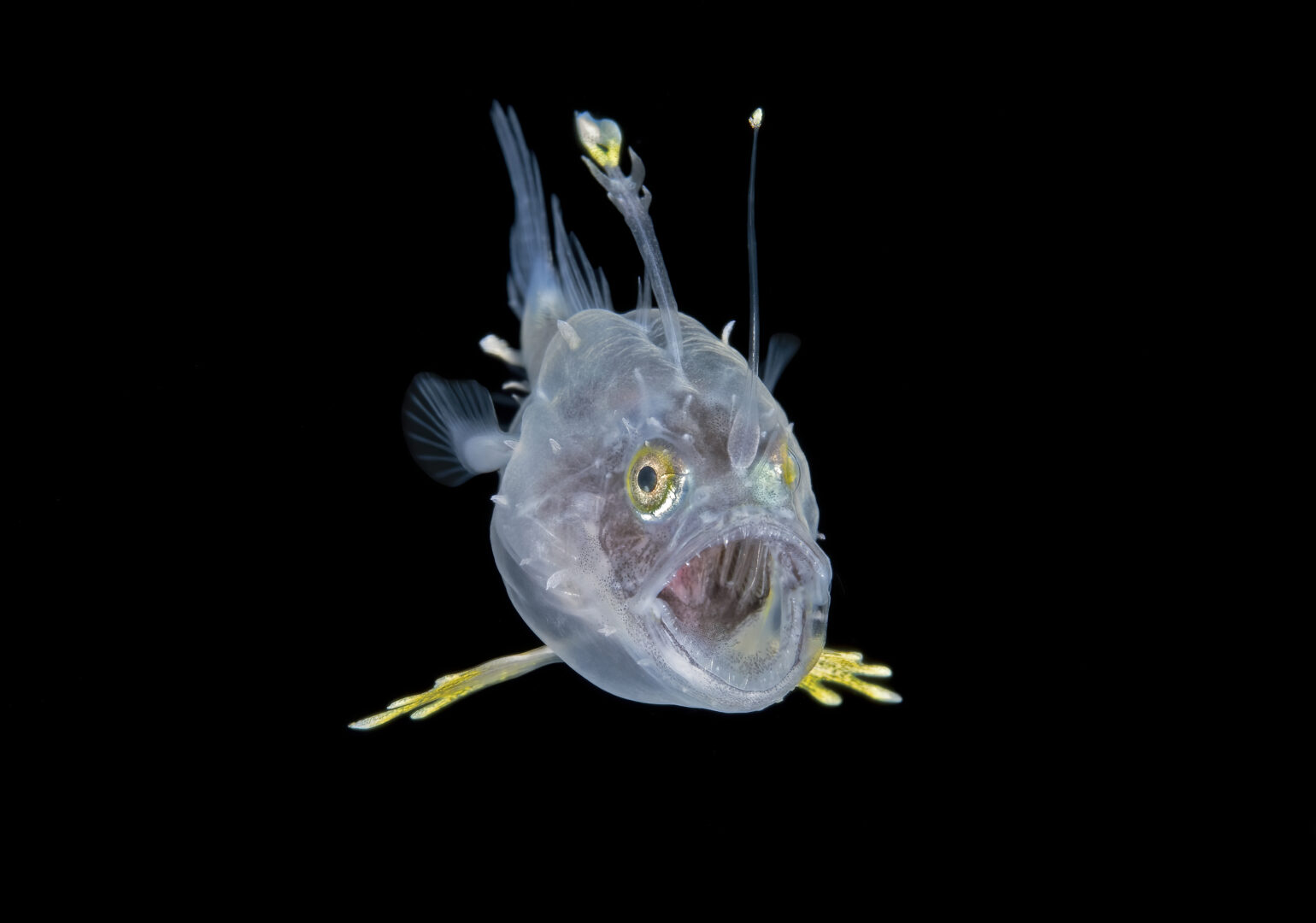 The Ocean Art 2025 Winners Will Leave You Holding Your Breath