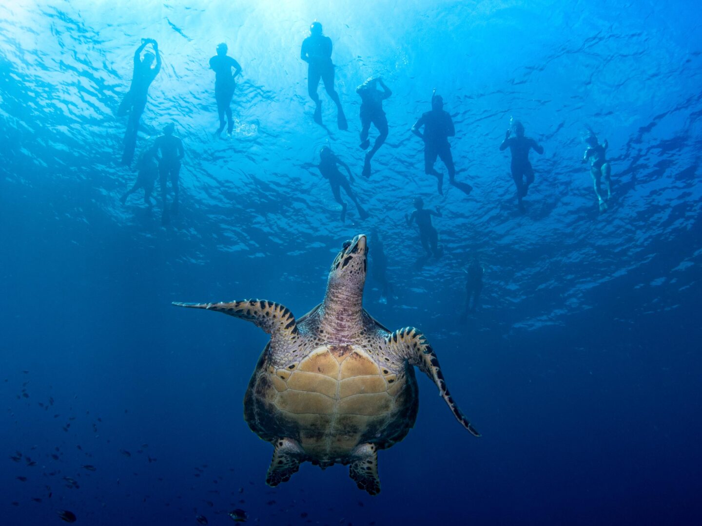 The Ocean Art 2025 Winners Will Leave You Holding Your Breath