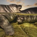 underwater photographer of the year 2026