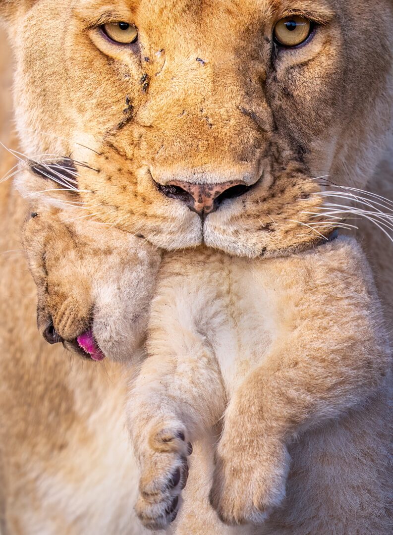 World Nature Photographer of the Year 2026