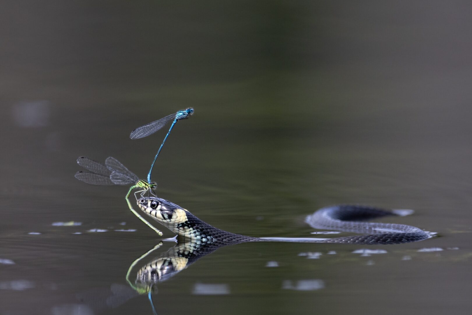 World Nature Photographer of the Year 2026