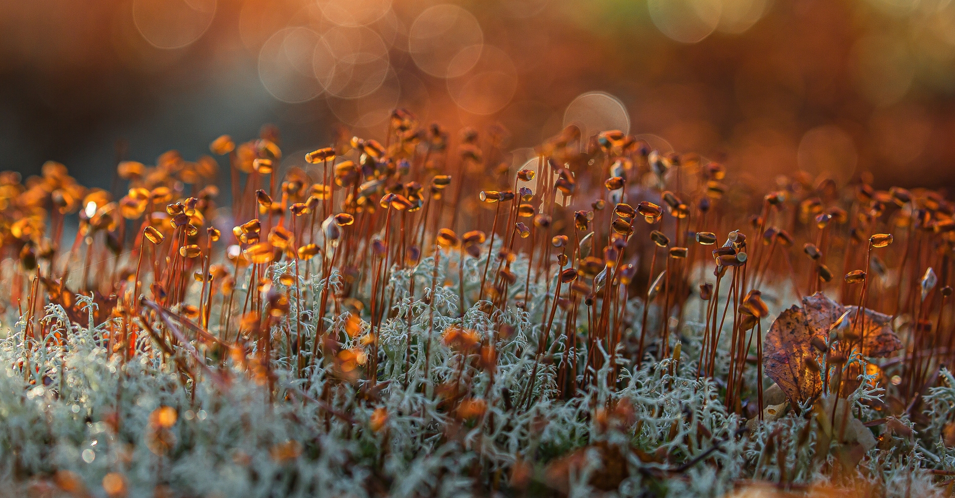 World Nature Photographer of the Year 2026
