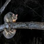 WPOTY people's choice