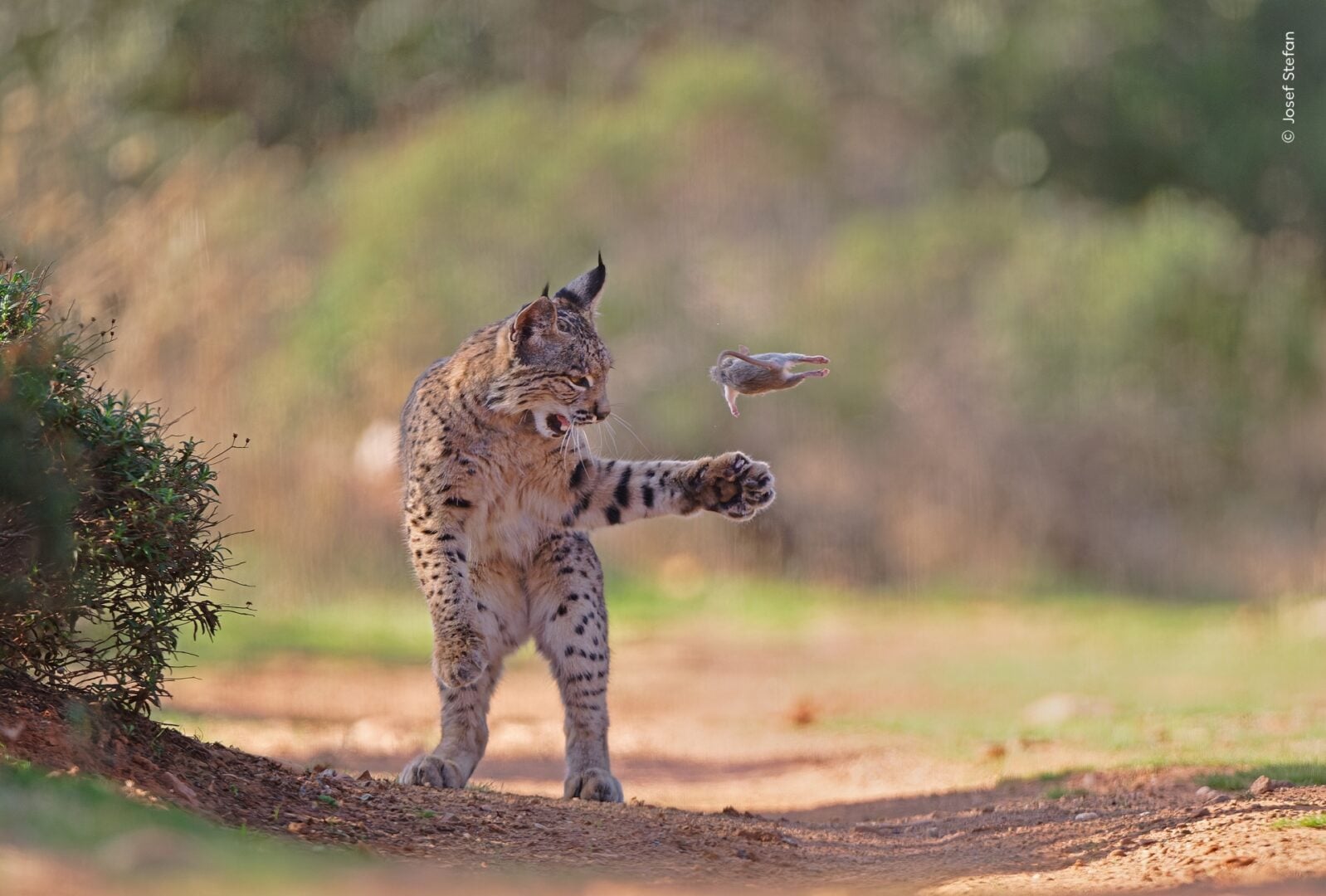 Wildlife photographer of the year 2026 people's choice