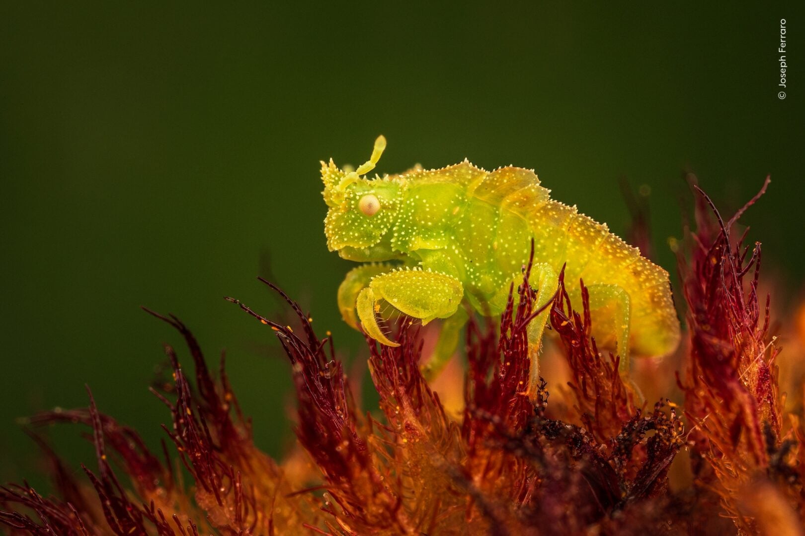 Wildlife photographer of the year 2026 people's choice