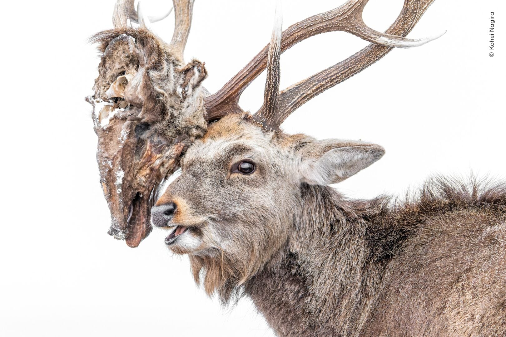 Wildlife photographer of the year 2026 people's choice