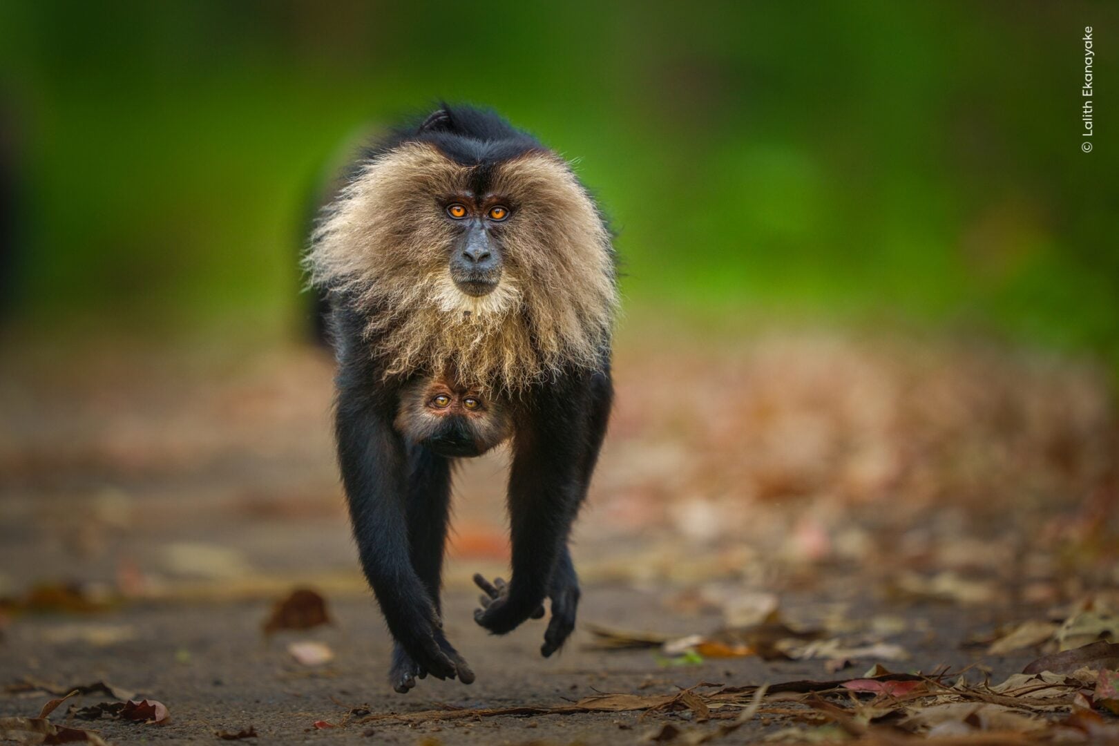 Wildlife photographer of the year 2026 people's choice