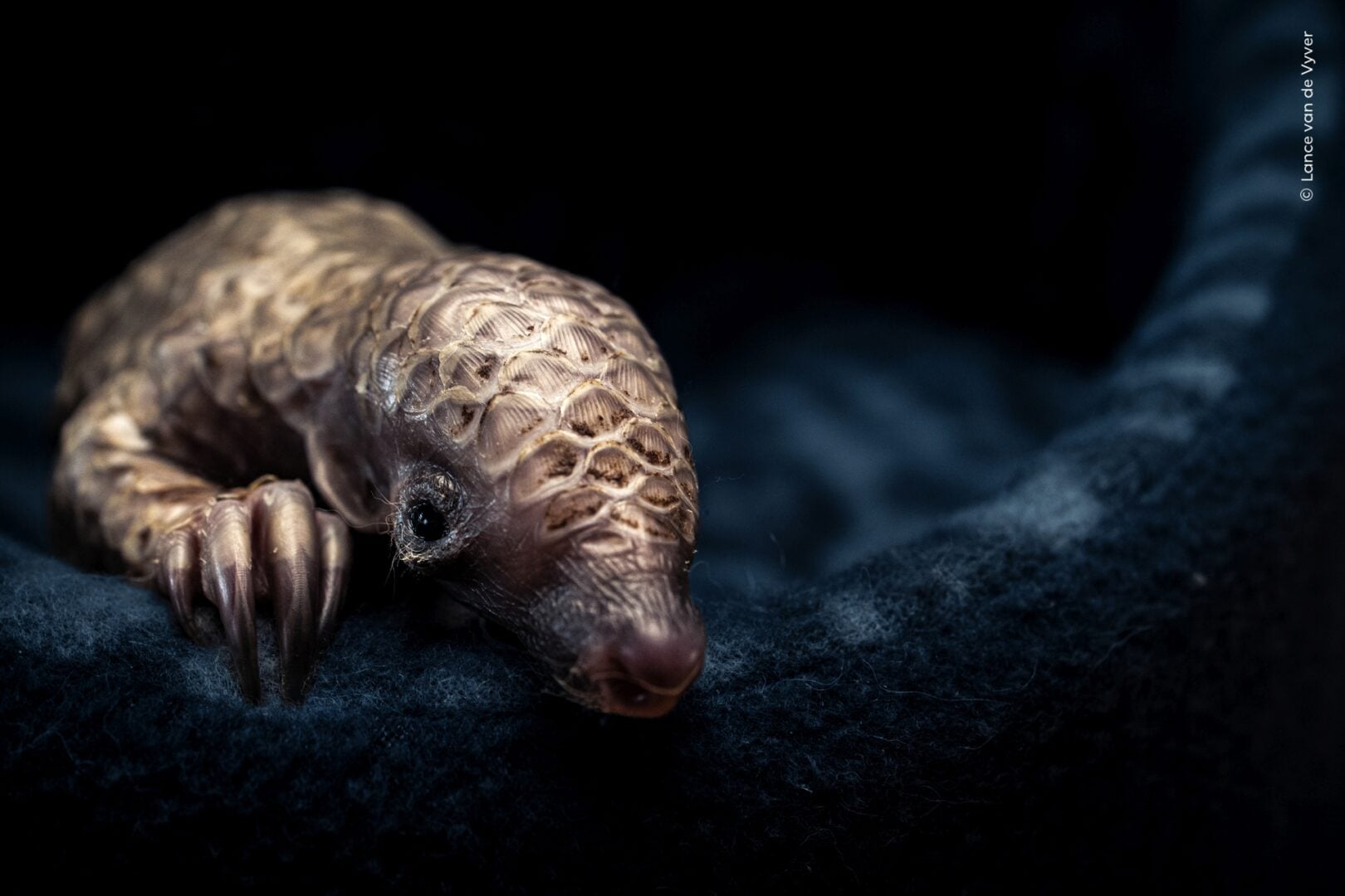 Wildlife photographer of the year 2026 people's choice