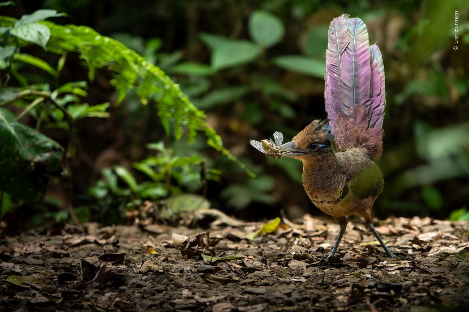 Wildlife photographer of the year 2026 people's choice