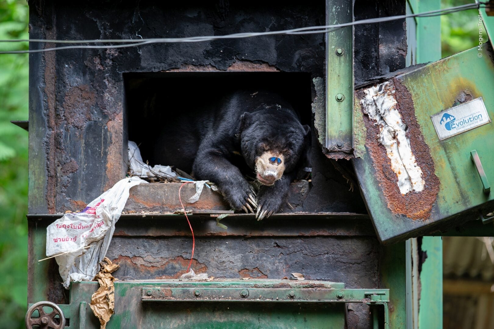 Wildlife photographer of the year 2026 people's choice