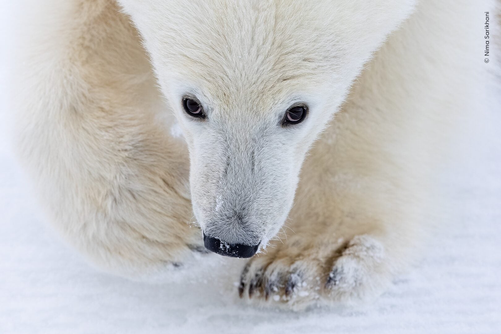 Wildlife photographer of the year 2026 people's choice