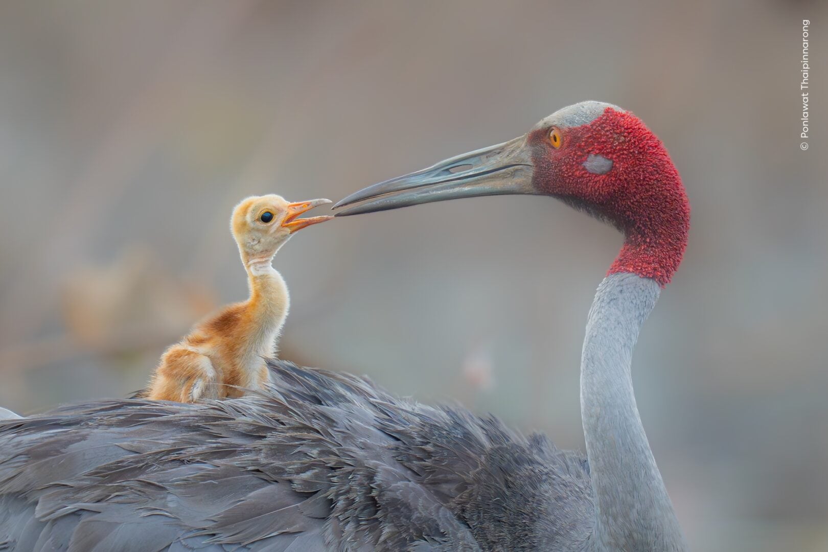 Wildlife photographer of the year 2026 people's choice