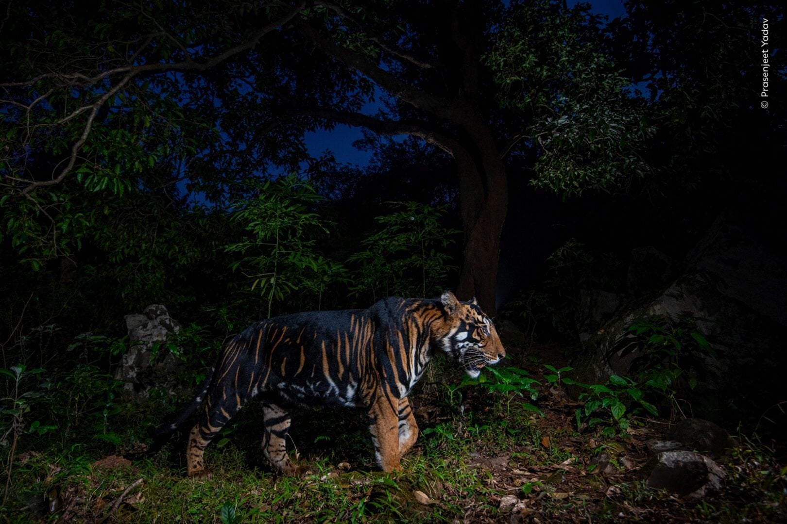 Wildlife photographer of the year 2026 people's choice