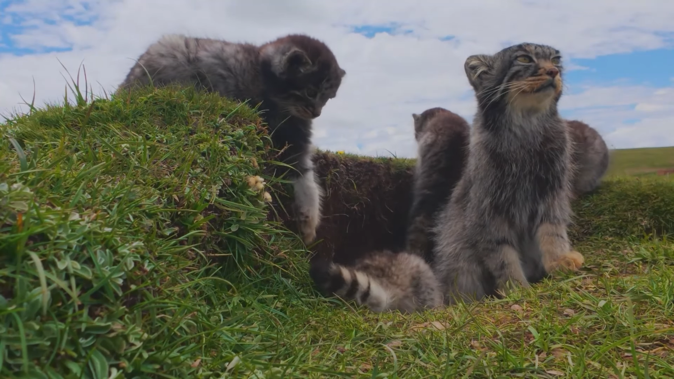 Pallas’s cat trail camera footage