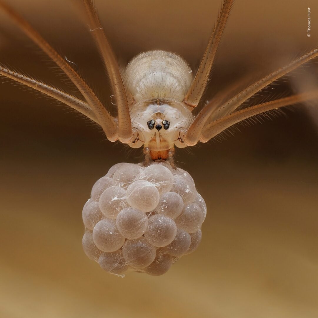 Wildlife photographer of the year 2026 people's choice